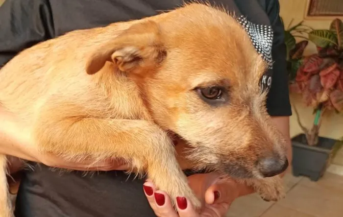 Cachorro ra a SRD-ViraLata idade 2 a 6 meses nome Sem nomes ainda