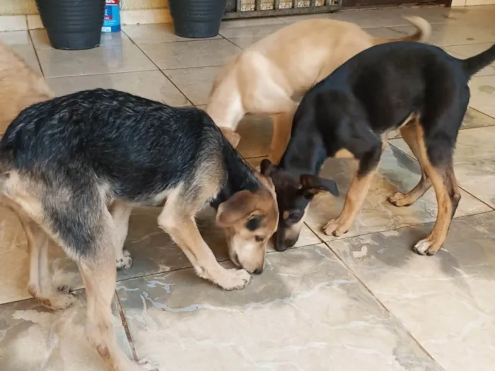 Cachorro ra a SRD-ViraLata idade 2 a 6 meses nome Sem nomes ainda