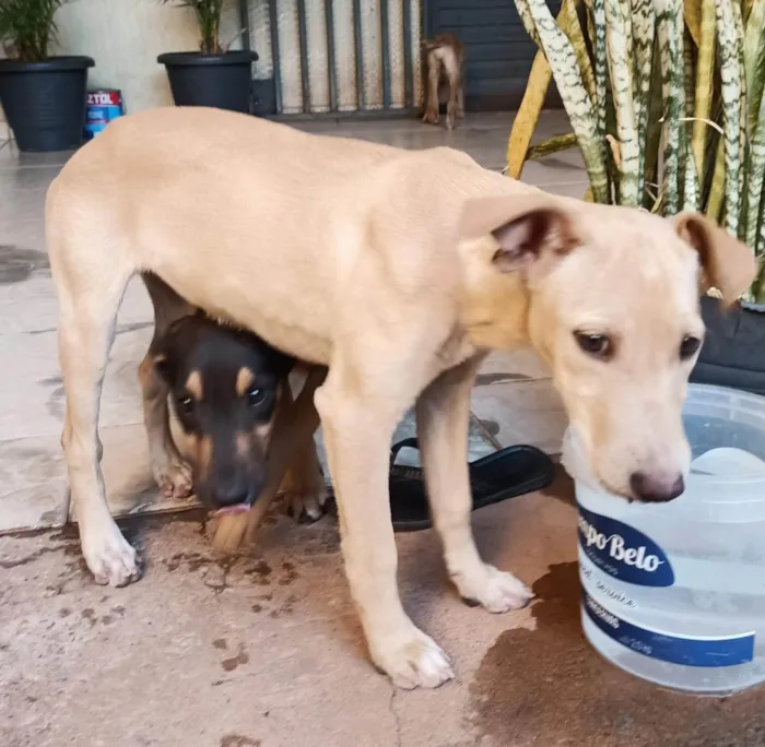 Cachorro ra a SRD-ViraLata idade 2 a 6 meses nome Sem nomes ainda