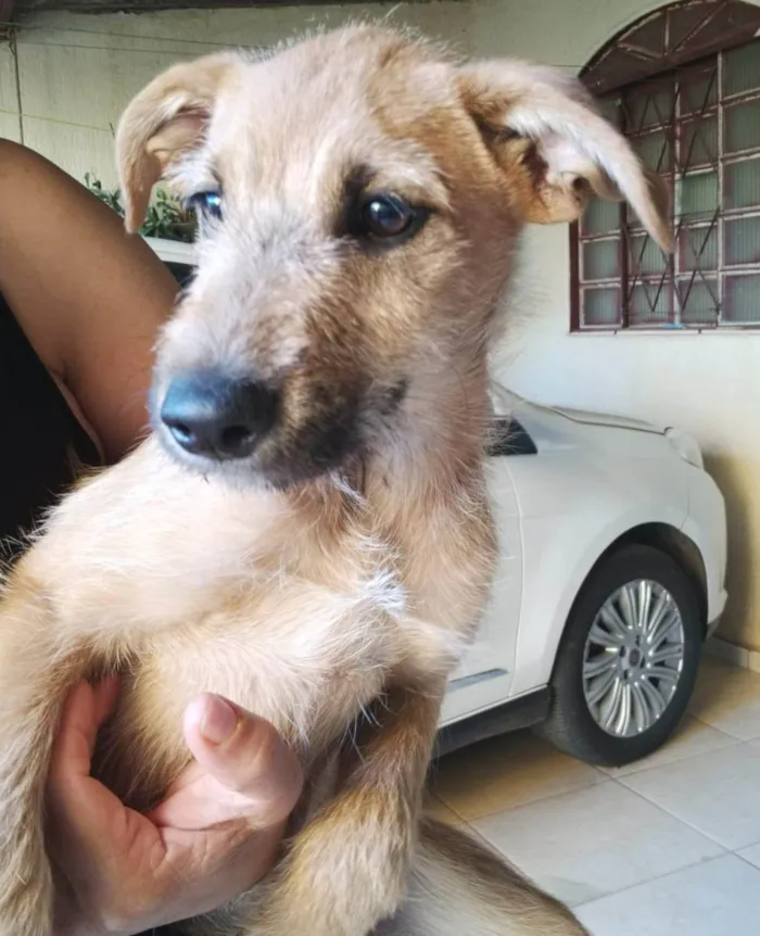 Cachorro ra a SRD-ViraLata idade 2 a 6 meses nome Sem nomes ainda