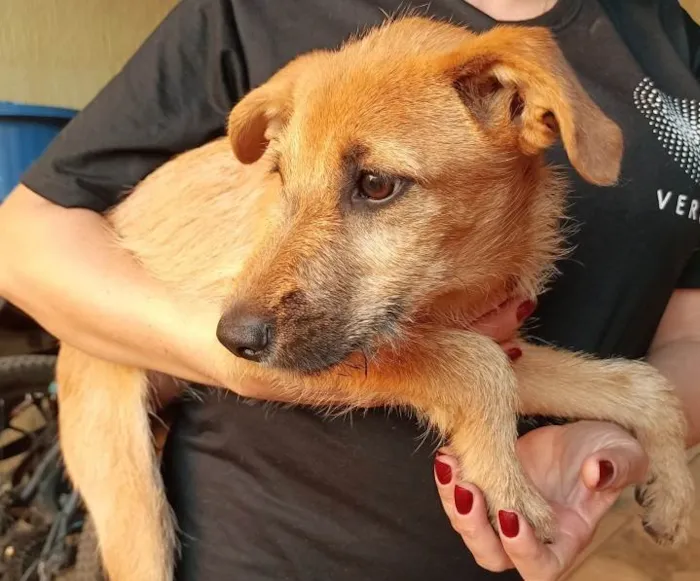 Cachorro ra a SRD-ViraLata idade 2 a 6 meses nome Sem nomes ainda