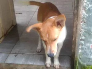 Cachorro raça SRD-ViraLata idade 7 a 11 meses nome Sem nome 