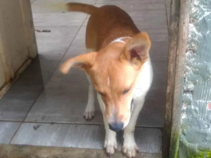 Cachorro ra a SRD-ViraLata idade 7 a 11 meses nome Sem nome 