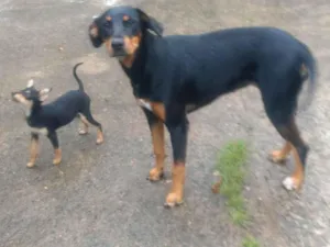 Cachorro raça SRD-ViraLata idade 1 ano nome Tiquinho 