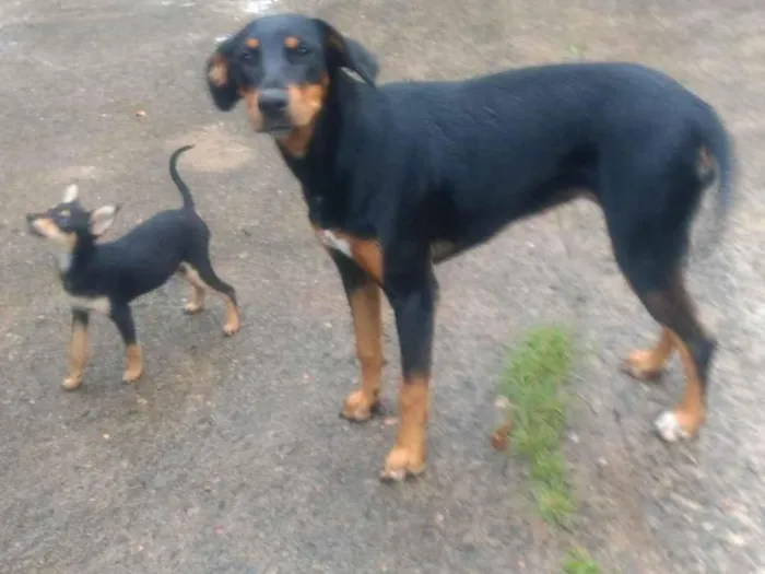 Cachorro ra a SRD-ViraLata idade 1 ano nome Tiquinho 