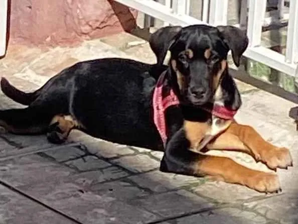 Cachorro ra a SRD-ViraLata idade 2 a 6 meses nome Pandora 