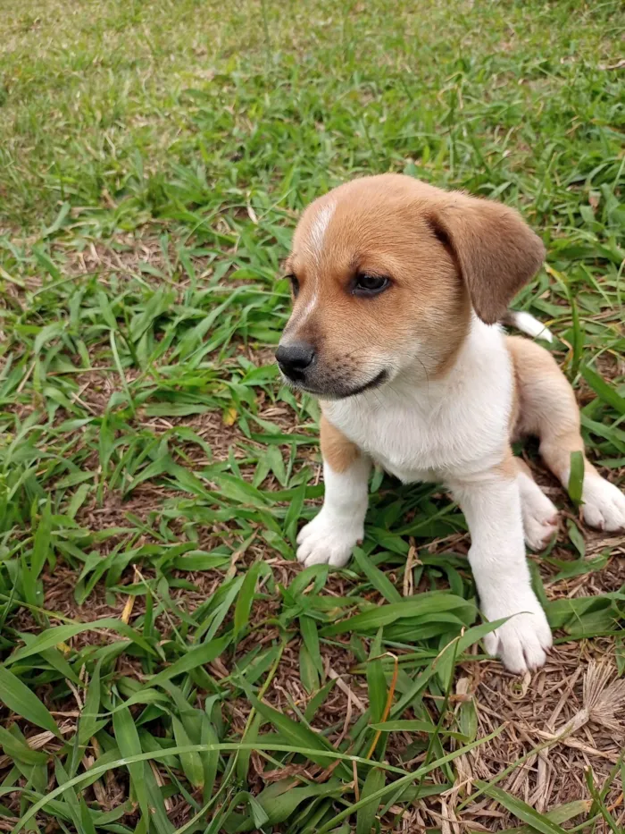 Cachorro ra a SRD-ViraLata idade 2 a 6 meses nome Filhotinho marrom