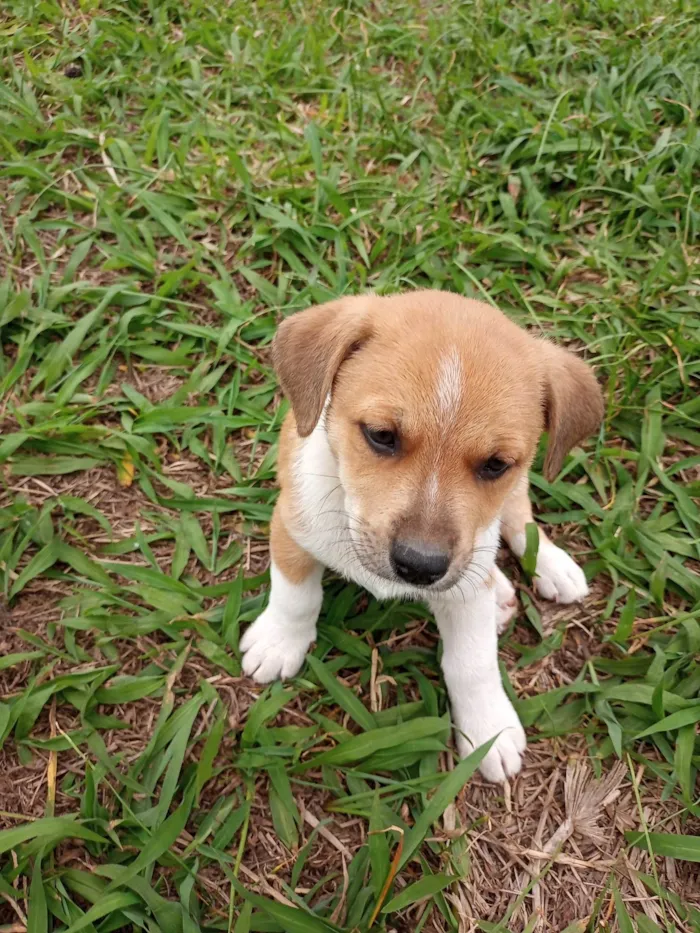 Cachorro ra a SRD-ViraLata idade 2 a 6 meses nome Filhotinho marrom