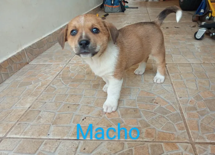 Cachorro ra a SRD-ViraLata idade 2 a 6 meses nome Filhotinho marrom