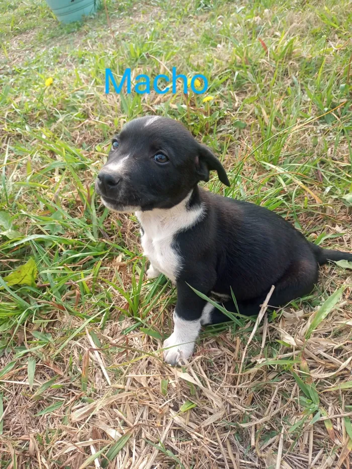 Cachorro ra a SRD-ViraLata idade 2 a 6 meses nome Filhotinho preto e branco 