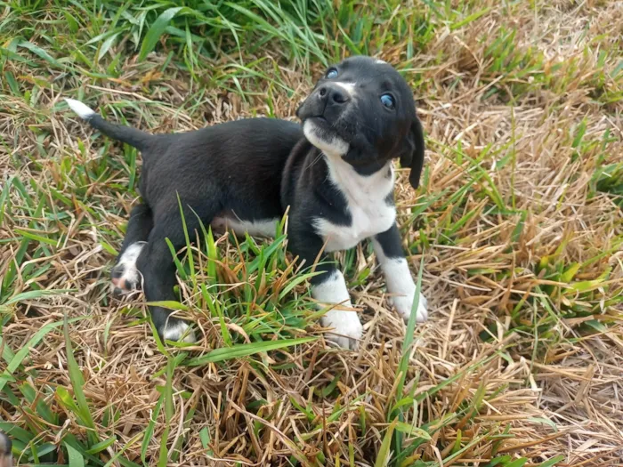 Cachorro ra a SRD-ViraLata idade 2 a 6 meses nome Filhotinho preto e branco 