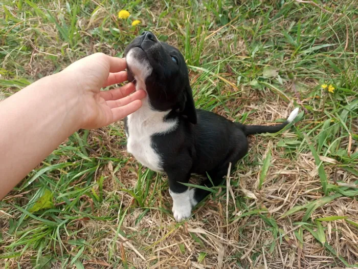 Cachorro ra a SRD-ViraLata idade 2 a 6 meses nome Filhotinho preto e branco 