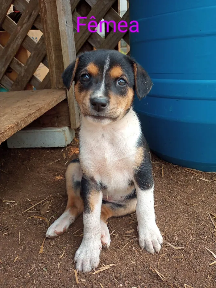 Cachorro ra a SRD-ViraLata idade 2 a 6 meses nome Menina tricolor 