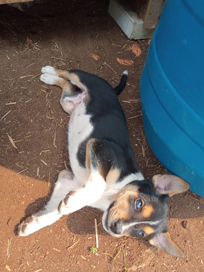 Cachorro ra a SRD-ViraLata idade 2 a 6 meses nome Menina tricolor 