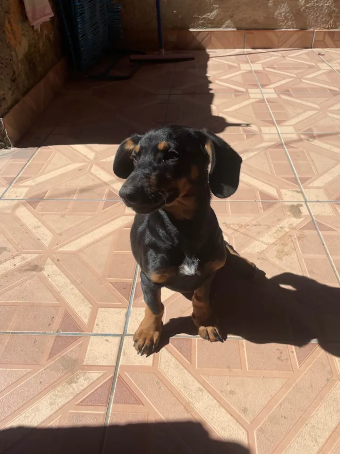 Cachorro ra a Basset-Cofap idade 2 a 6 meses nome Não tem nome 