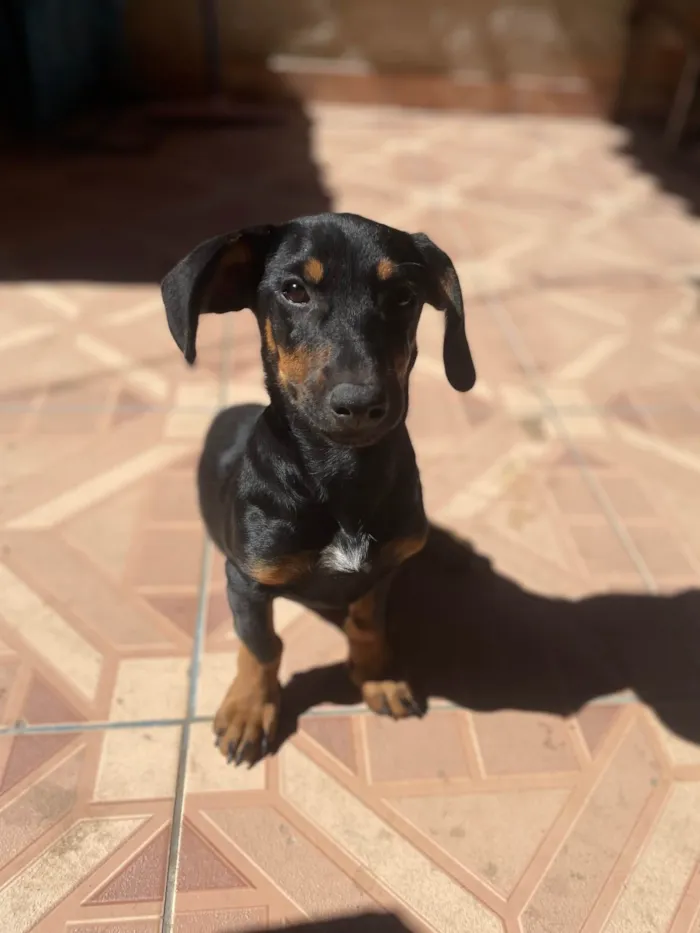 Cachorro ra a Basset-Cofap idade 2 a 6 meses nome Não tem nome 