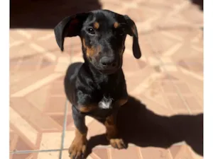 Cachorro raça Basset-Cofap idade 2 a 6 meses nome Não tem nome 