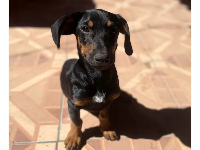 Cachorro ra a Basset-Cofap idade 2 a 6 meses nome Não tem nome 