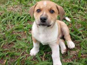 Cachorro raça SRD-ViraLata idade 2 a 6 meses nome Filhotinho marrom