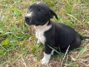 Cachorro raça SRD-ViraLata idade 2 a 6 meses nome Filhotinho preto e branco 