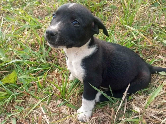 Cachorro ra a SRD-ViraLata idade 2 a 6 meses nome Filhotinho preto e branco 