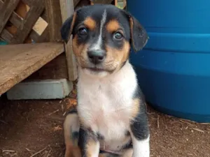 Cachorro raça SRD-ViraLata idade 2 a 6 meses nome Menina tricolor 