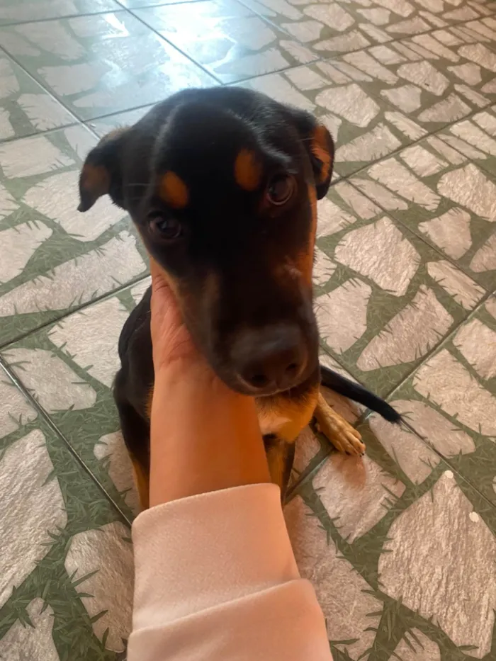 Cachorro ra a SRD-ViraLata idade 2 a 6 meses nome Pandora 