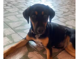 Cachorro raça SRD-ViraLata idade 2 a 6 meses nome Pandora 