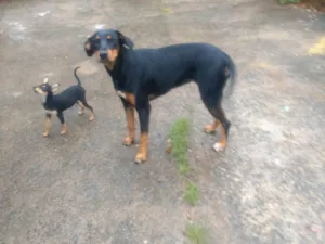 Cachorro raça SRD-ViraLata idade 1 ano nome Pepita