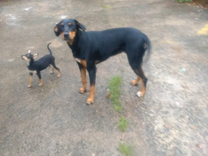 Cachorro ra a SRD-ViraLata idade 1 ano nome Pepita