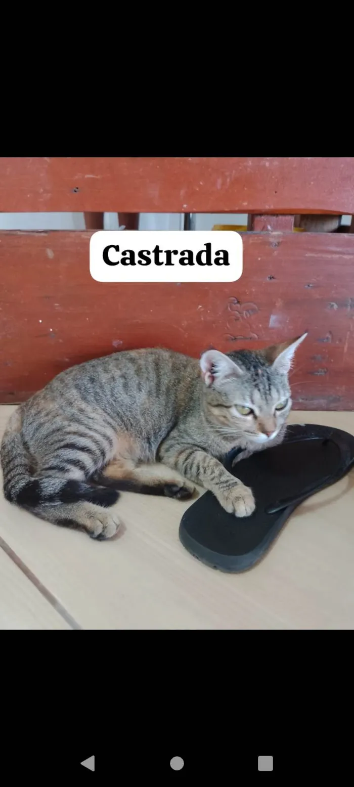 Gato ra a SRD-ViraLata idade 7 a 11 meses nome Não tem