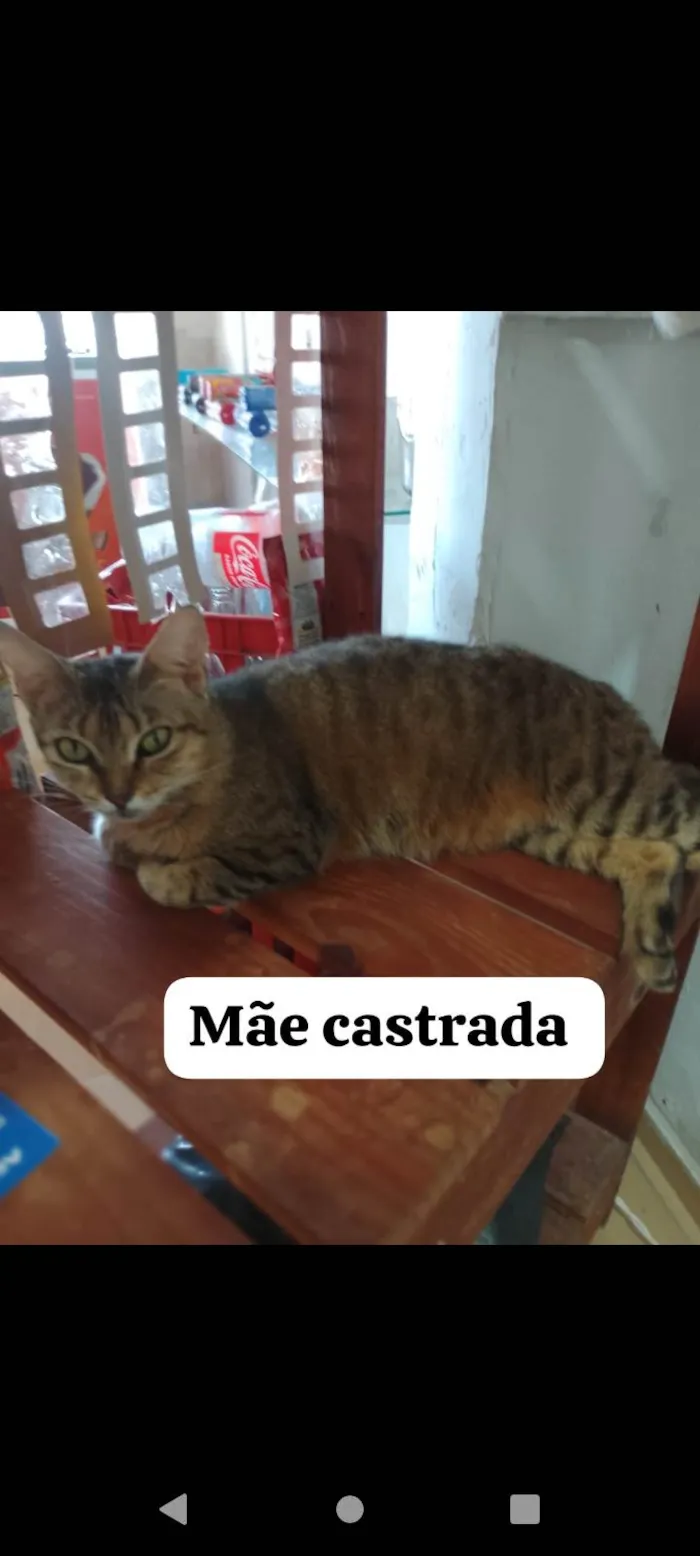 Gato ra a SRD-ViraLata idade 7 a 11 meses nome Não tem