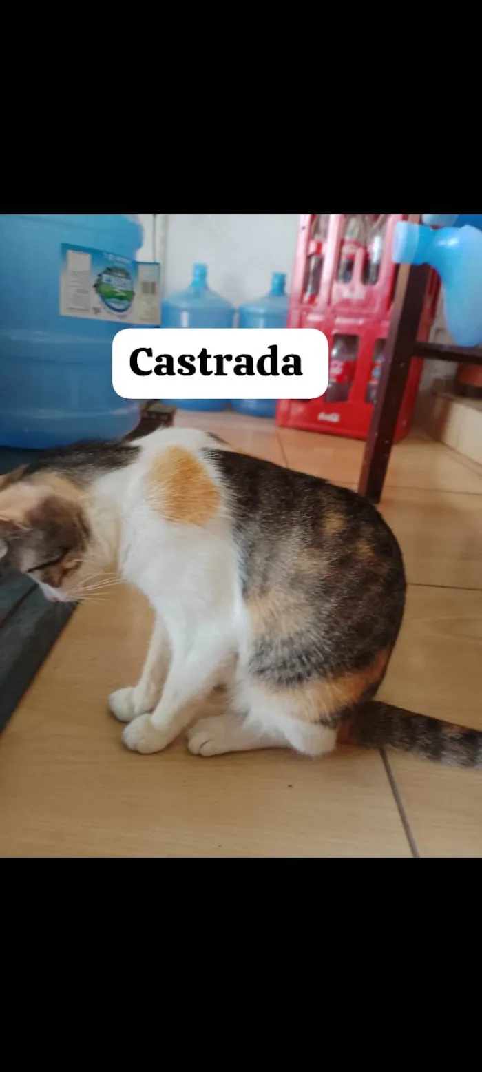 Gato ra a SRD-ViraLata idade 7 a 11 meses nome Não tem