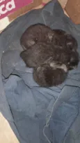 gatos