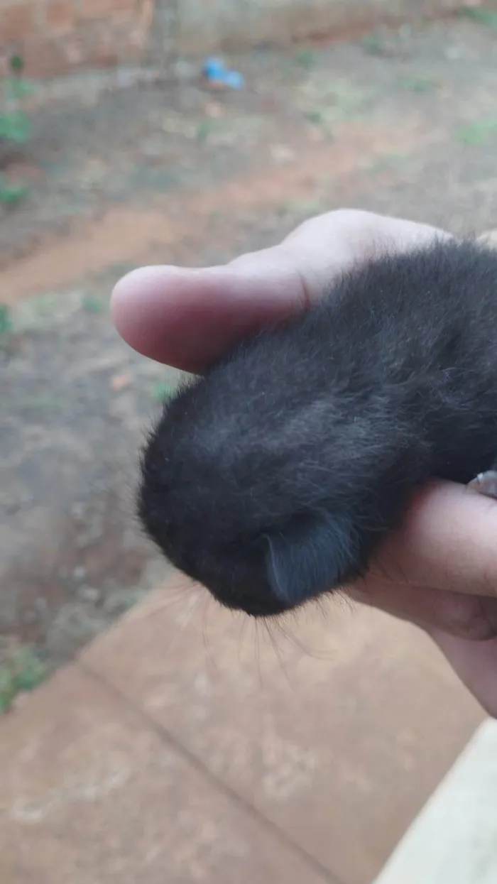 Gato ra a SRD-ViraLata idade Abaixo de 2 meses nome gatos 