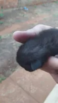 gatos