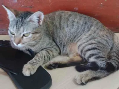 Gato raça SRD-ViraLata idade 7 a 11 meses nome Não tem