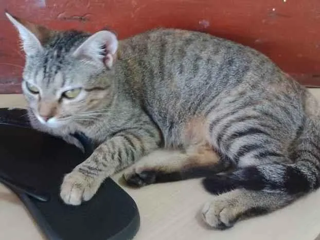 Gato ra a SRD-ViraLata idade 7 a 11 meses nome Não tem