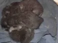 gatos