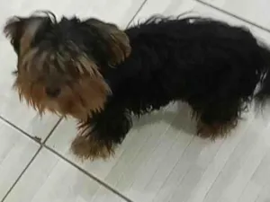 Cachorro raça Yorkshire idade 7 a 11 meses nome Leão