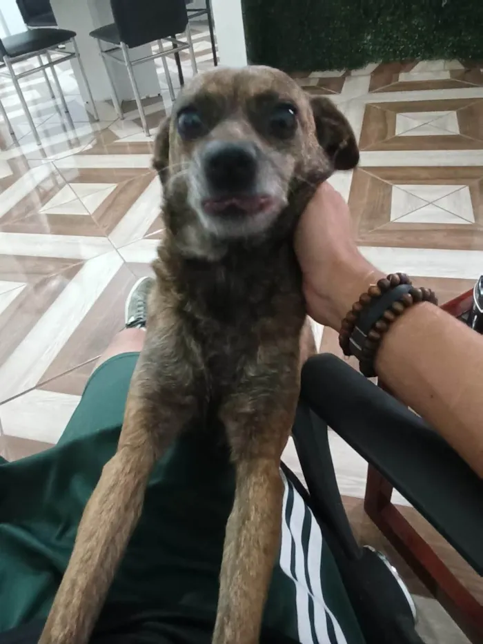 Cachorro ra a SRD-ViraLata idade 5 anos nome Chica