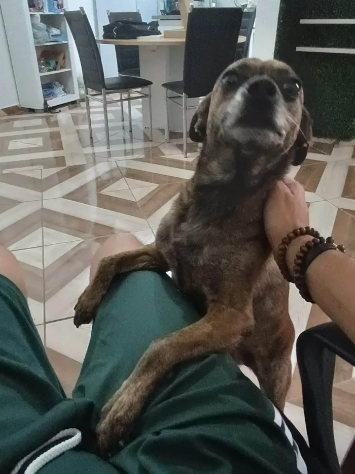 Cachorro ra a SRD-ViraLata idade 5 anos nome Chica