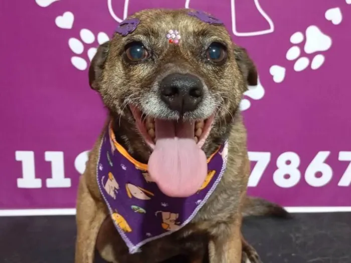 Cachorro ra a SRD-ViraLata idade 5 anos nome Chica