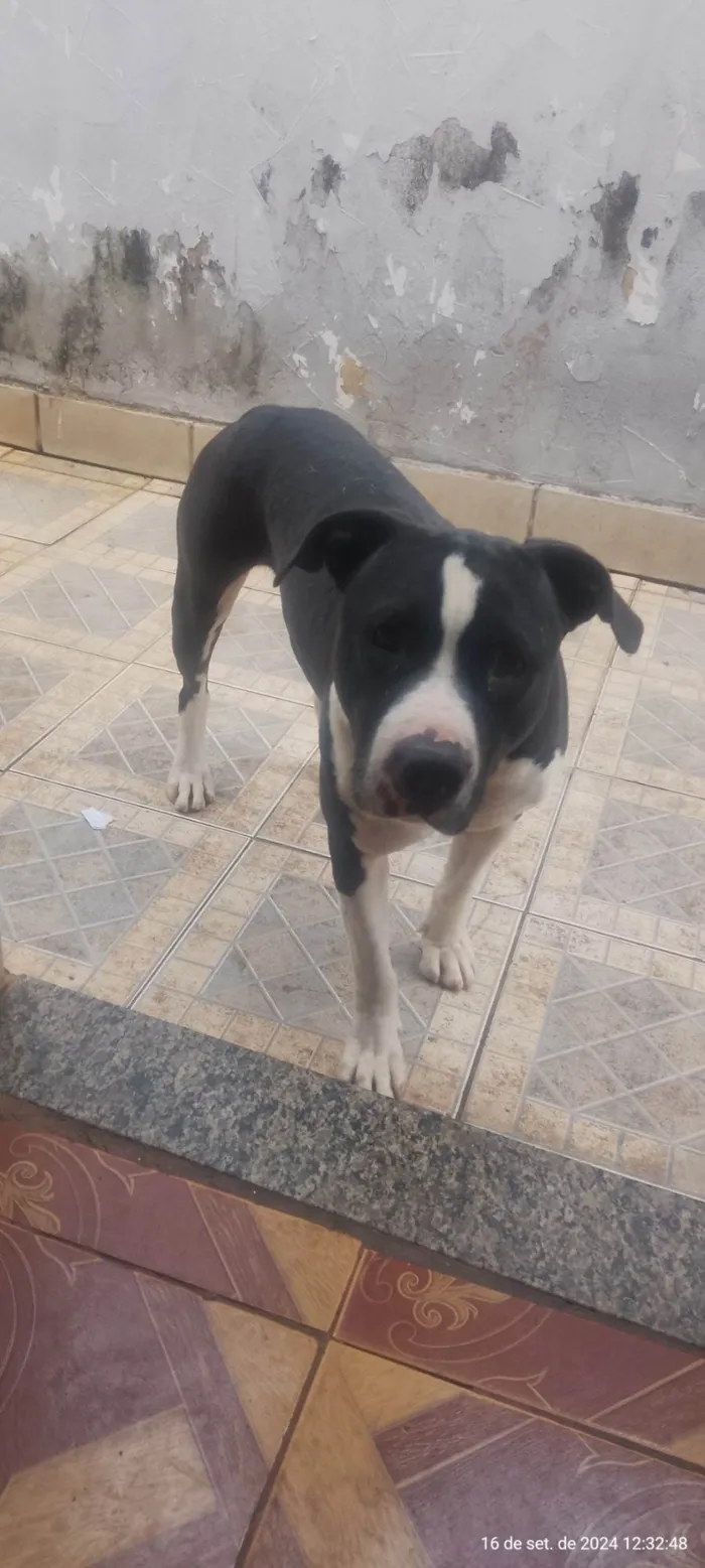 Cachorro ra a SRD-ViraLata idade 1 ano nome Negao