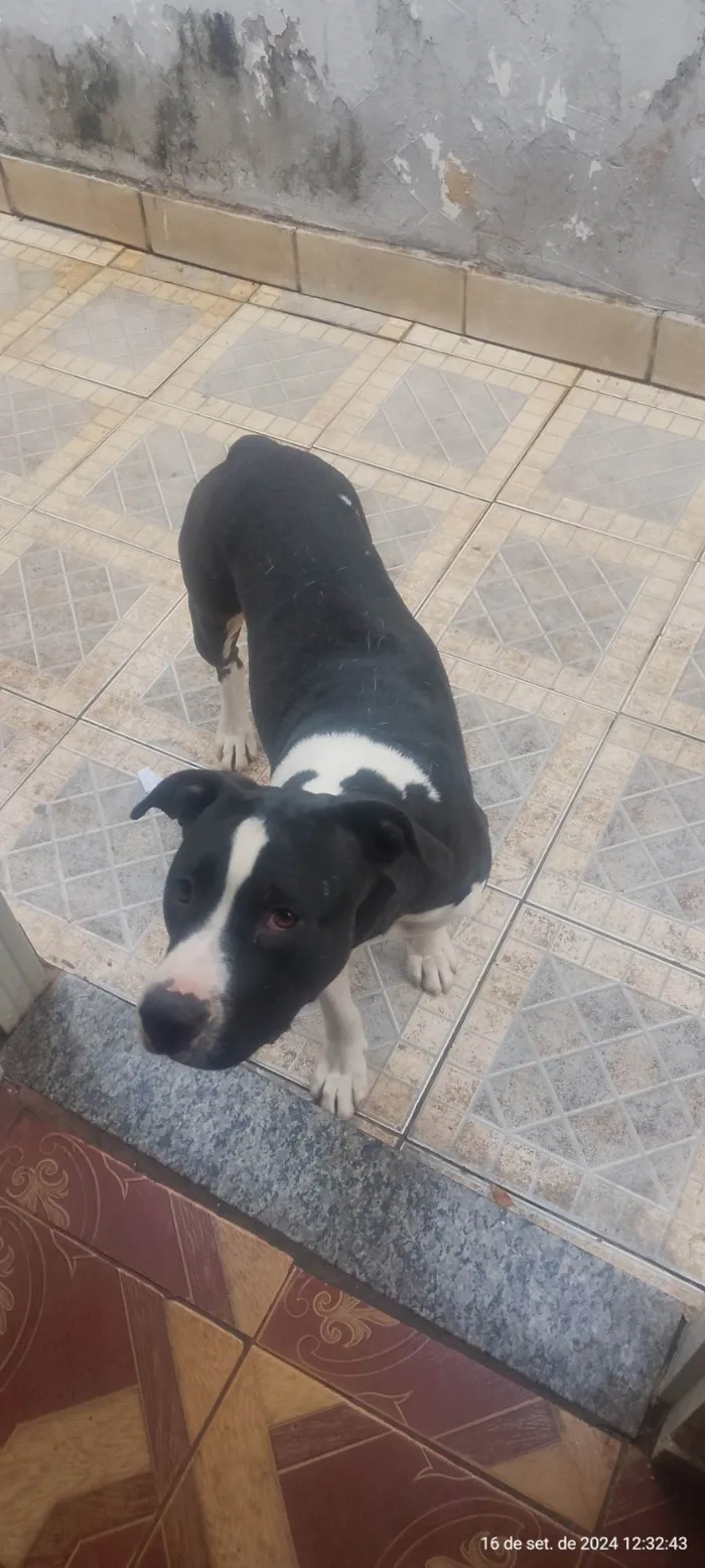 Cachorro ra a SRD-ViraLata idade 1 ano nome Negao