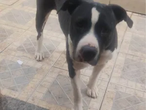 Cachorro raça SRD-ViraLata idade 1 ano nome Negao