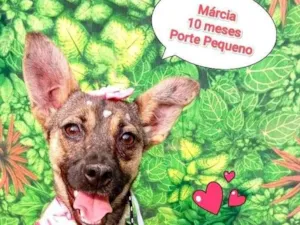 Cachorro raça SRD-ViraLata idade 7 a 11 meses nome marcia 