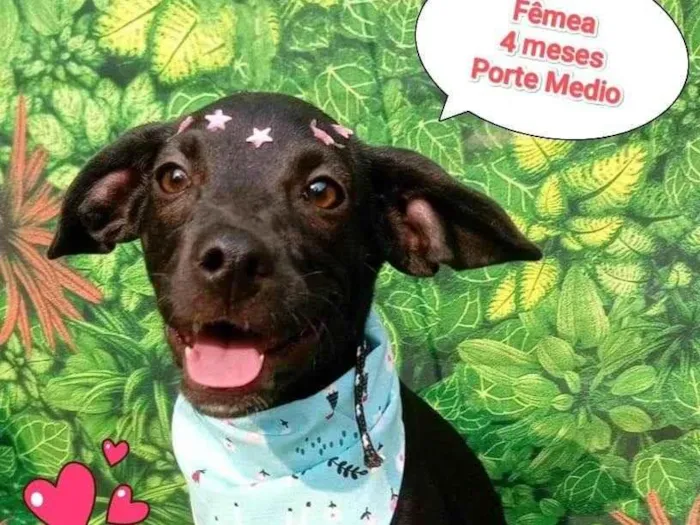 Cachorro ra a SRD-ViraLata idade 2 a 6 meses nome gisele