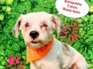 Cachorro raça Lhasa Apso idade 2 anos nome branquinho