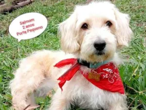 Cachorro raça SRD-ViraLata idade 2 anos nome saimon branquinho